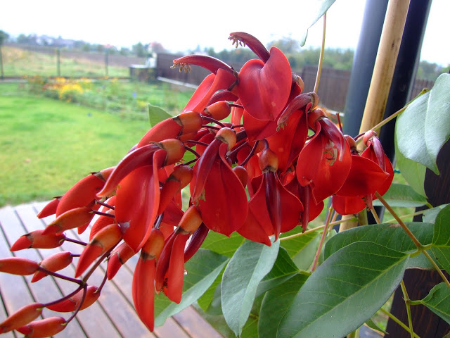 erythrina