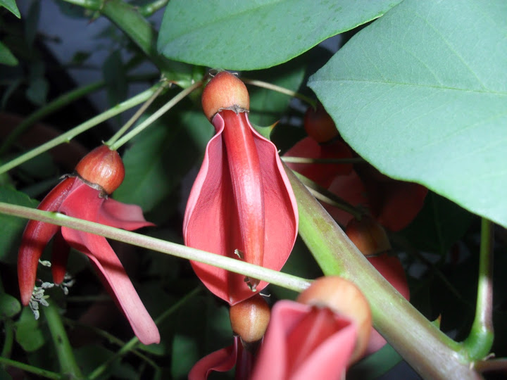 erythrina